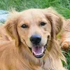 Dixin's Pups - @mistyguest77 - TikTok