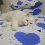 Maisara Hook Misty - @maisarahookmisty - Instagram