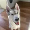 🐾 Misty_Husky 🐾 - @mistysiberianhusky - TikTok