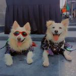 Milky Boy 🐩German Sptilz💕Misty Girl 🐩Indian Sptilz - @milky_misty_hyderabad - Instagram
