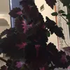 Misty.Joseph - @hope38481oa - TikTok
