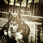 @roman_joyce_misty_joyce - Instagram