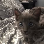 Misty Knowles 🐈 - @mistyythekittyy - Instagram