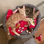 Laila and Misty - @lailaandmistythecats - Instagram