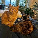 Misty, Lily and Laila - @adventures_of_misty_lily_laila - Instagram