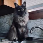 Misty Lancaster - @miss_joey_mainecoon - Instagram