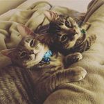 Misty, Zoe & Madison Smith - @misty.zoe.madison_smith - Instagram