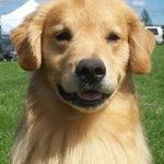 Alisa Wold - @mistymaplesgoldens - Instagram