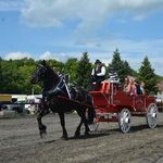 Misty Maples - @misty_maples_horses - Instagram