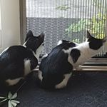 ❤💫Marley and Misty💫❤ - @marley_misty_ - Instagram
