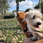 Marley e Misty - @marley_e_misty - Instagram