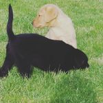 Mistletoe & Marley - @misty_and_marley - Instagram