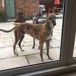 Misty And Marley - @misty_and_marley_2018 - Instagram