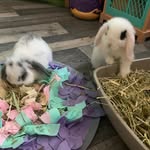 Misty and Marley - @misty_and_marley_bunny_love - Instagram