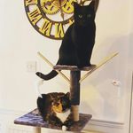 misty, Marley & monty 😸 - @misty.marley - Instagram