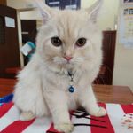 @mistymarleywhiskers - Instagram