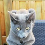 @morty_misty_mindy_marley - Instagram