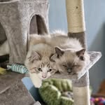 ♡Princess♡Ragdoll♡_Misty♡_Marley♡ - @ragdoll_misty_marley - Instagram