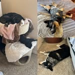The Life of Marley, Maverick, Mittens, and Misty - @marley_maverick_mittens_misty - Instagram