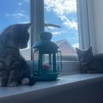 @the_life_of_misty_and_marley - Instagram
