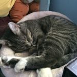 Misty Boots Mcgee - @mizty_cat - Instagram