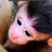Misty Monkeys - Facebook