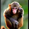 Monkey - @mistymonkey5 - TikTok