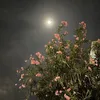 mistypages - @misty.pages - TikTok