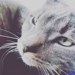 Misty and pippin - @3190_mia - Instagram