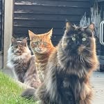 Misty, Merry & Pippin - @mistymerrypips - Instagram