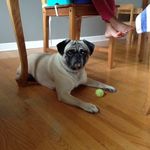 Misty Pratt - @moosethecanadianpug - Instagram