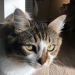 Misty - @misty_prettycat - Instagram