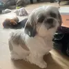 MistyQueen - @lottiemistyqueen - TikTok