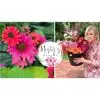 Misty Morris Roach123 - @misty.morris.roac - TikTok