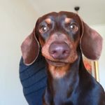 Misty Sharp - @misty_the_dachsund - Instagram