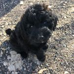 Misty, short for Mischief :) - @mistytheminidoodle - Instagram