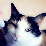 Misty Steiner - @misty_thepawsome_cat - Instagram