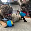 Misty and Tyson. - @misty_and_tyson - TikTok