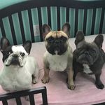 Misty, Chloe & Tyson - @mistyhaloblue - Instagram