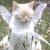MistyWing669 - @._mistywing._ - TikTok