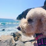 Mitch Adler - @mitchcpa51 - Instagram