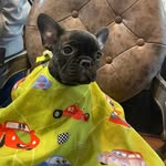 Mitch Brewer - @badhabitsbarber - Instagram