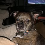 Mitch Case - @bullmastiff1817comcast.net_ - Instagram