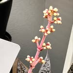 Mitch Day - @rootboundsucculents - Instagram