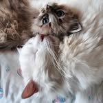 Mitch-George🐈Cats - @mitch._.george - Instagram