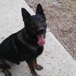 Mitch Mccormick - @k9protectionshepherds - Instagram