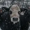 Mitchell Adams - @mitchell.adams7 - TikTok
