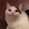 hello kittycat - @mitchell_bard - TikTok