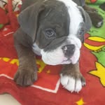 Blue Mitchell - @bluemitchellbulldog - Instagram