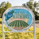 Mitchell’s Blueberrys - @mitchellsblueberrys - Instagram